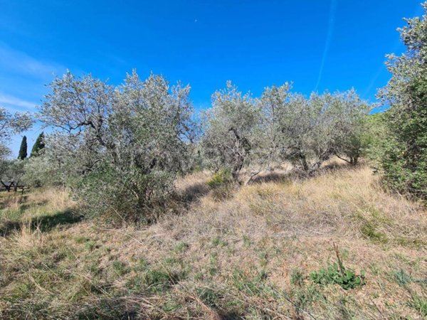 terreno agricolo in vendita a Castellina Marittima