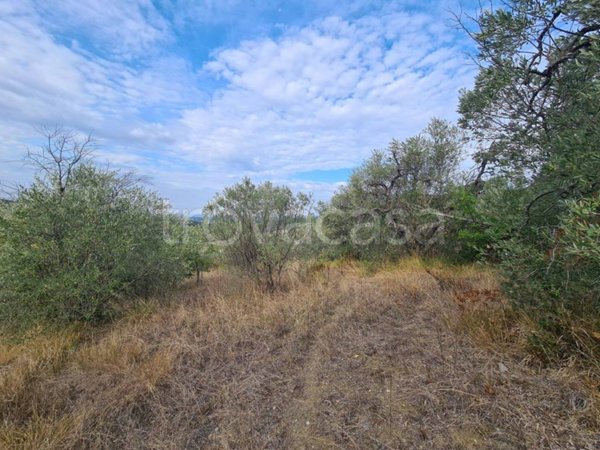 terreno agricolo in vendita a Castellina Marittima