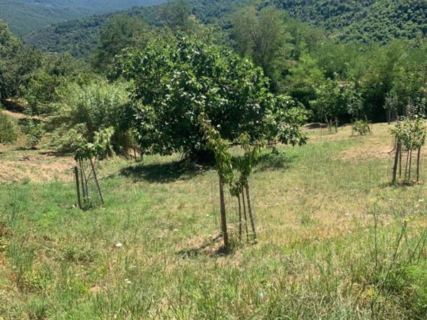 terreno agricolo in vendita a Castelnuovo di Val di Cecina