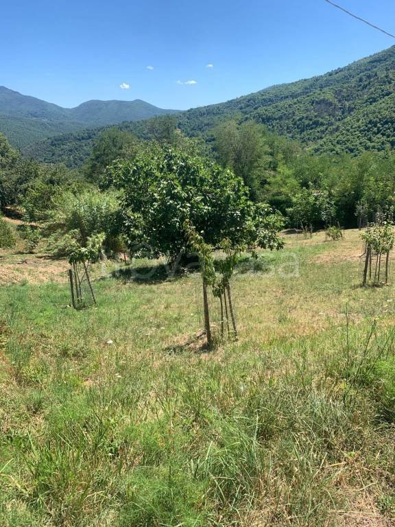 terreno agricolo in vendita a Castelnuovo di Val di Cecina