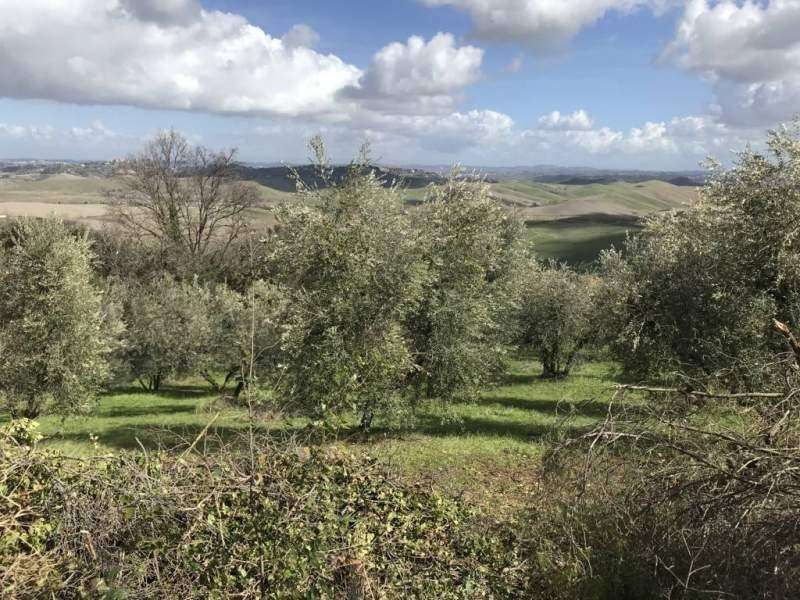 terreno agricolo in vendita a Chianni