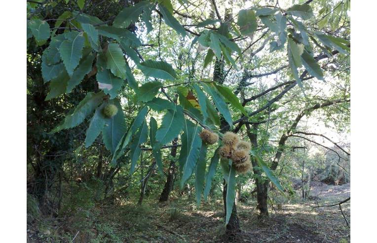 terreno agricolo in vendita a Chianni in zona Rivalto
