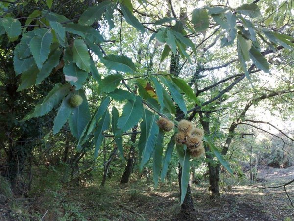 terreno agricolo in vendita a Chianni in zona Rivalto