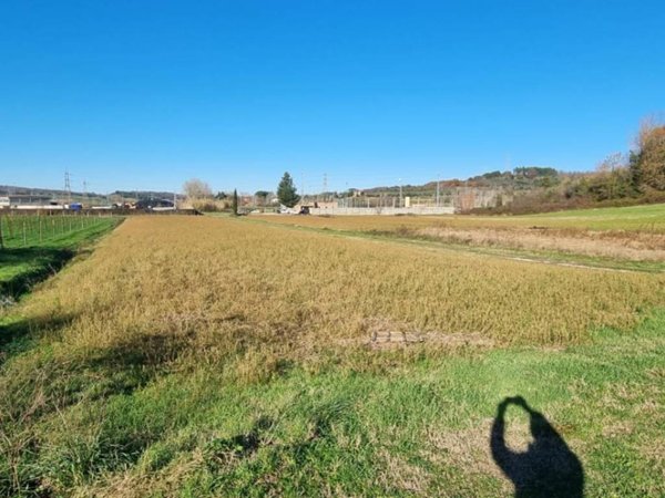 terreno agricolo in vendita a Fauglia in zona Luciana