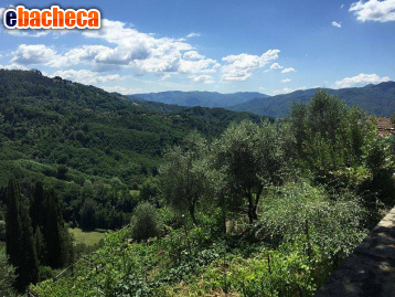 terreno agricolo in vendita a Fauglia