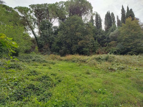 terreno agricolo in vendita a Fauglia