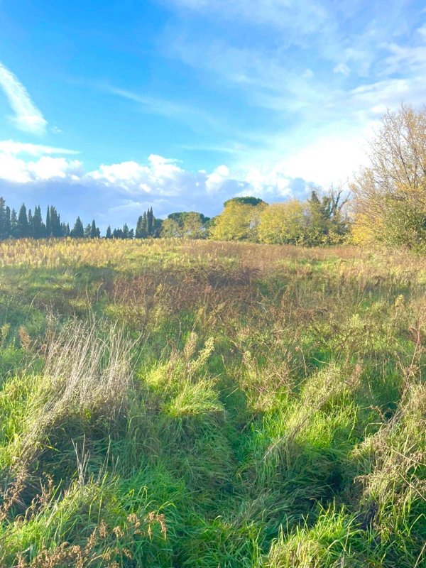terreno agricolo in vendita a Fauglia