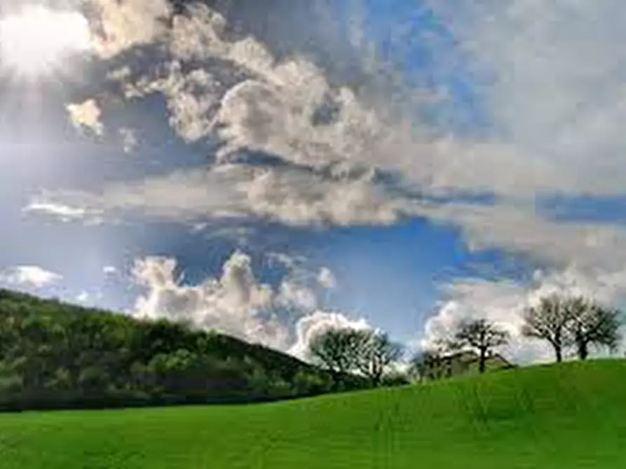 terreno agricolo in vendita a Fauglia