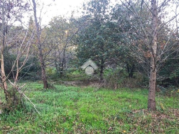 terreno agricolo in vendita a Fauglia