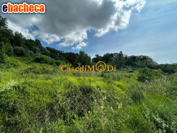 terreno agricolo in vendita a Fauglia in zona Acciaiolo