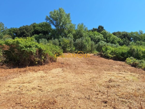 terreno agricolo in vendita a Fauglia in zona Acciaiolo