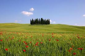 terreno agricolo in vendita a Fauglia