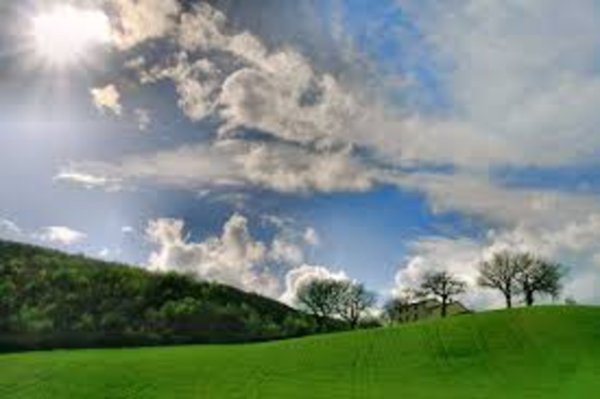 terreno agricolo in vendita a Fauglia in zona Acciaiolo