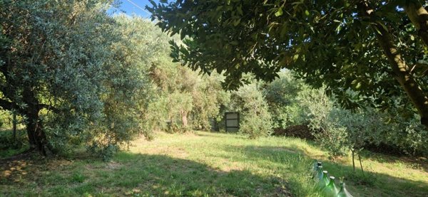 casa indipendente in vendita a Fauglia