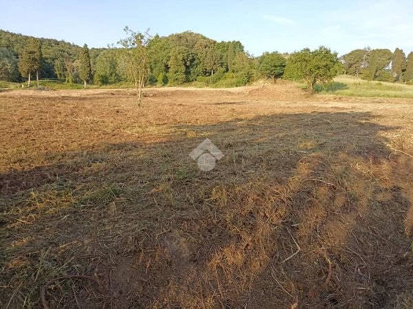 terreno agricolo in vendita a Fauglia in zona Acciaiolo