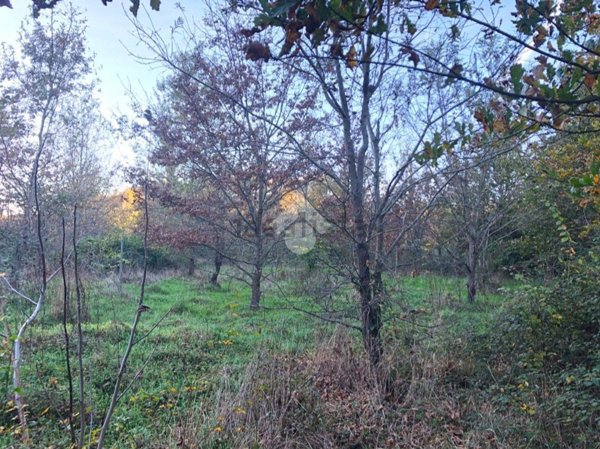 terreno agricolo in vendita a Fauglia