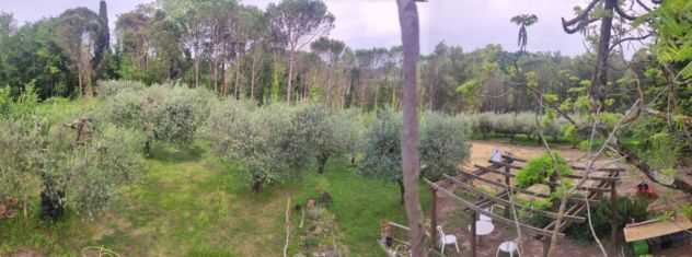 terreno agricolo in vendita a Fauglia