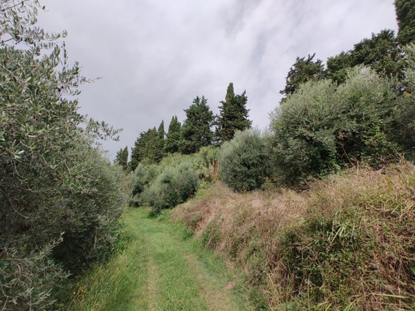 terreno agricolo in vendita a Fauglia
