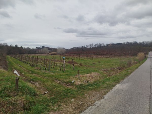 terreno agricolo in vendita a Fauglia