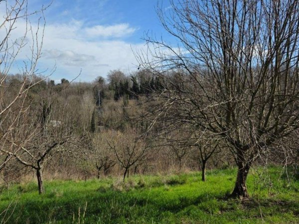 terreno agricolo in vendita a Fauglia