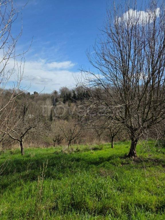 terreno agricolo in vendita a Fauglia