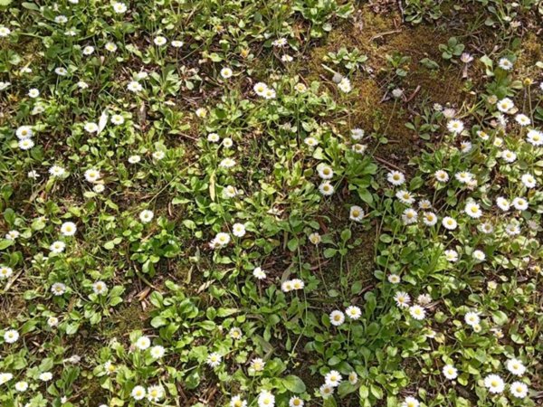 appartamento in vendita a Fauglia