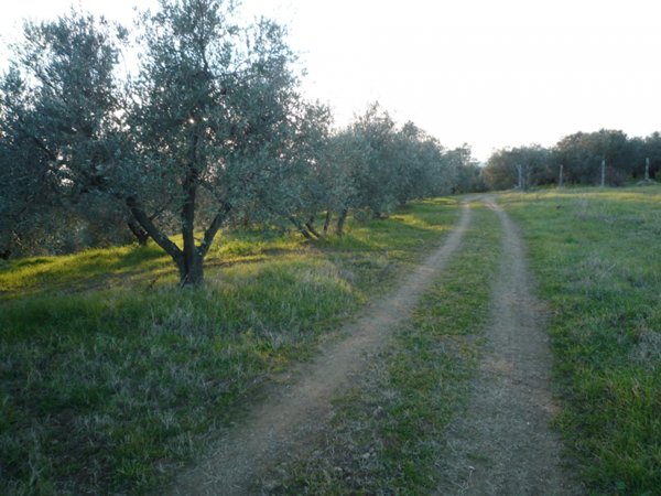 villetta a schiera in vendita a Guardistallo