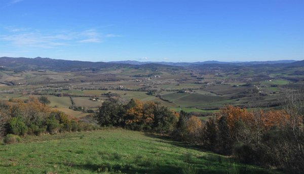 terreno agricolo in vendita a Guardistallo