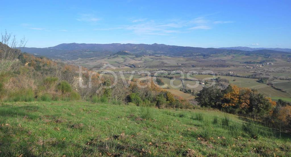 terreno agricolo in vendita a Guardistallo