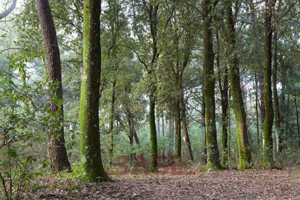 terreno agricolo in vendita a Guardistallo