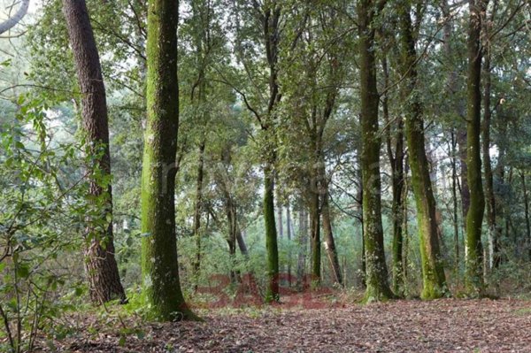 terreno agricolo in vendita a Guardistallo in zona Casino di Terra