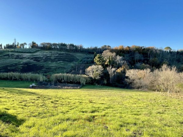 azienda agricola in vendita a Guardistallo