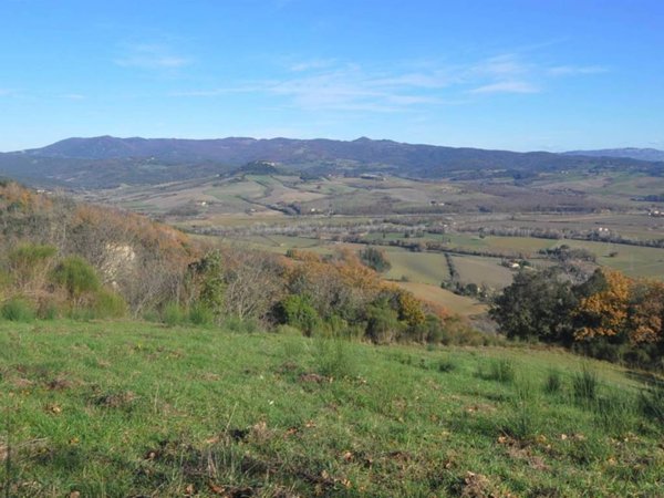 terreno agricolo in vendita a Guardistallo