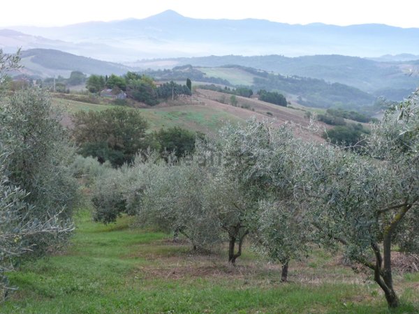 terreno agricolo in vendita a Guardistallo