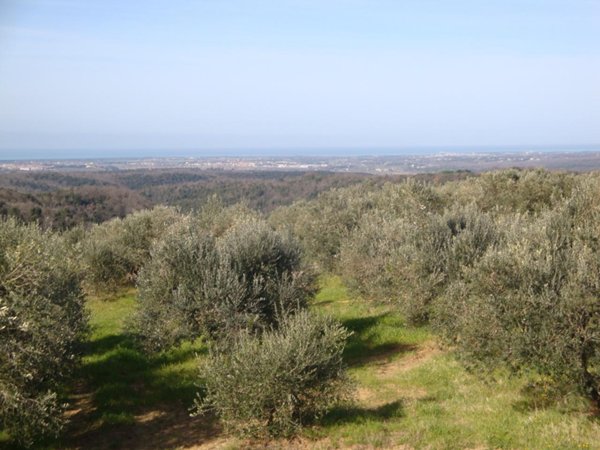villetta a schiera in vendita a Guardistallo in zona Casino di Terra