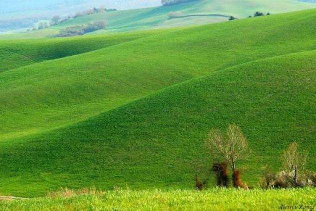 terreno agricolo in vendita a Lajatico