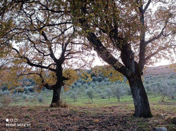 casa indipendente in vendita a Lajatico in zona Orciatico