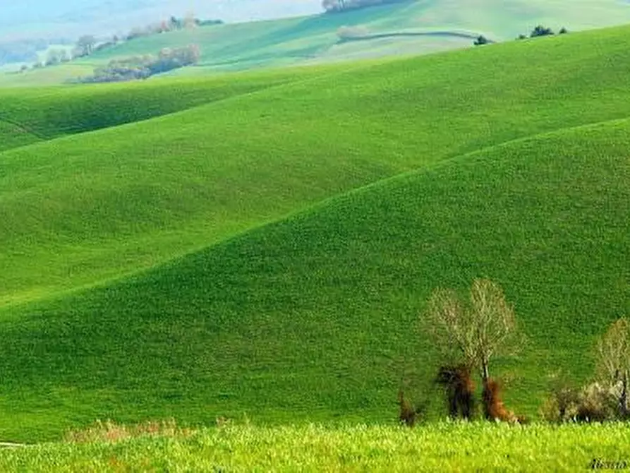 terreno agricolo in vendita a Lajatico