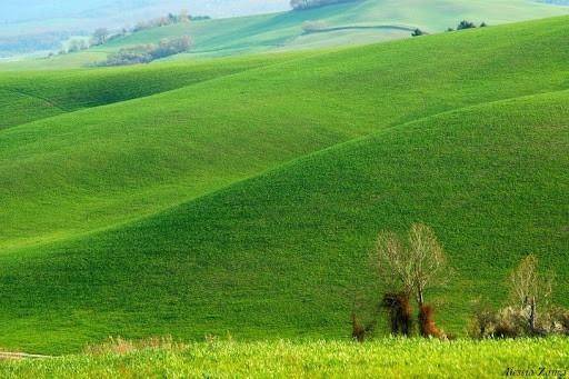 terreno agricolo in vendita a Lajatico