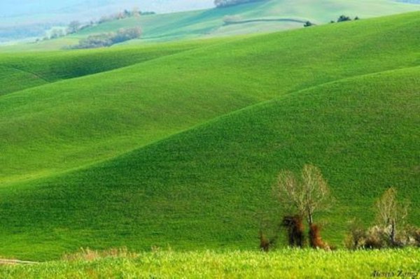 terreno agricolo in vendita a Lajatico