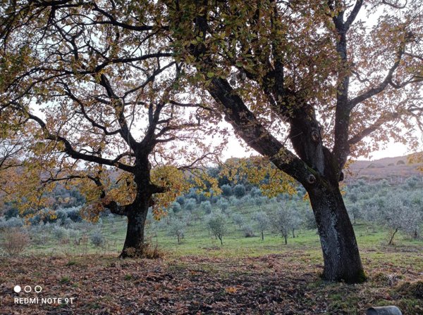 casa indipendente in vendita a Lajatico in zona Orciatico