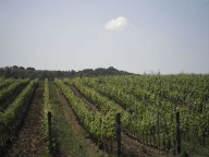 azienda agricola in vendita a Montecatini Val di Cecina