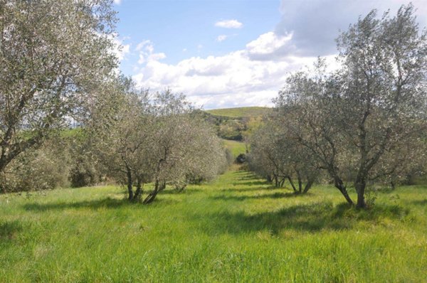 terreno agricolo in vendita a Montecatini Val di Cecina