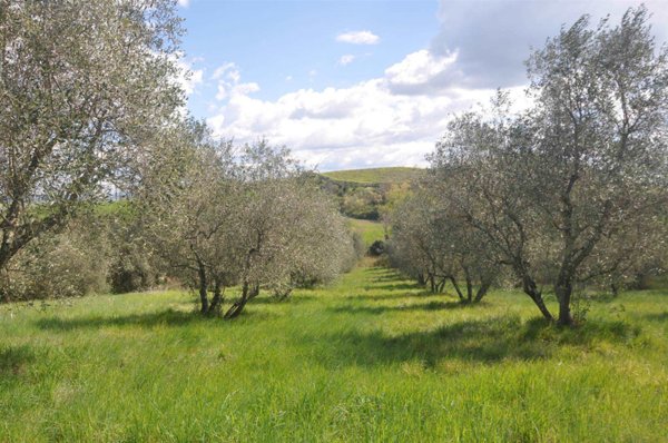 terreno agricolo in vendita a Montecatini Val di Cecina