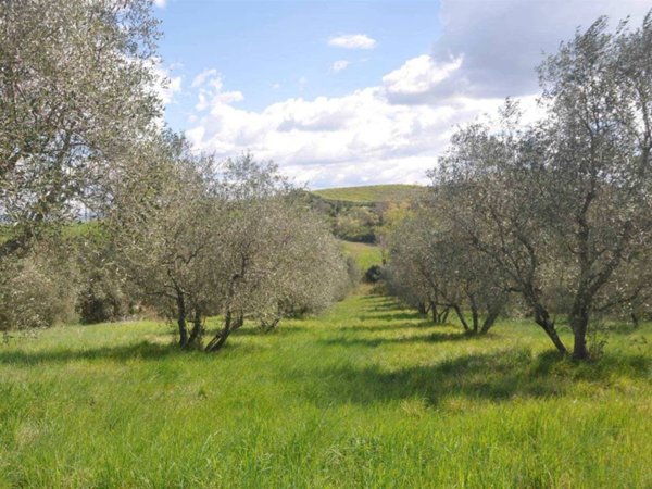 terreno agricolo in vendita a Montecatini Val di Cecina