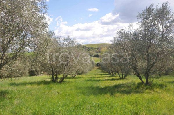 terreno agricolo in vendita a Montecatini Val di Cecina