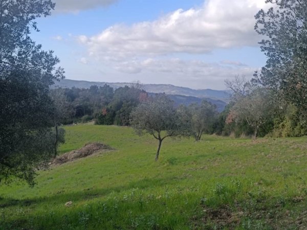 terreno agricolo in vendita a Montecatini Val di Cecina
