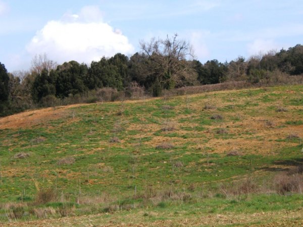 appartamento in affitto a Montescudaio