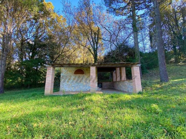 terreno agricolo in vendita a Montescudaio