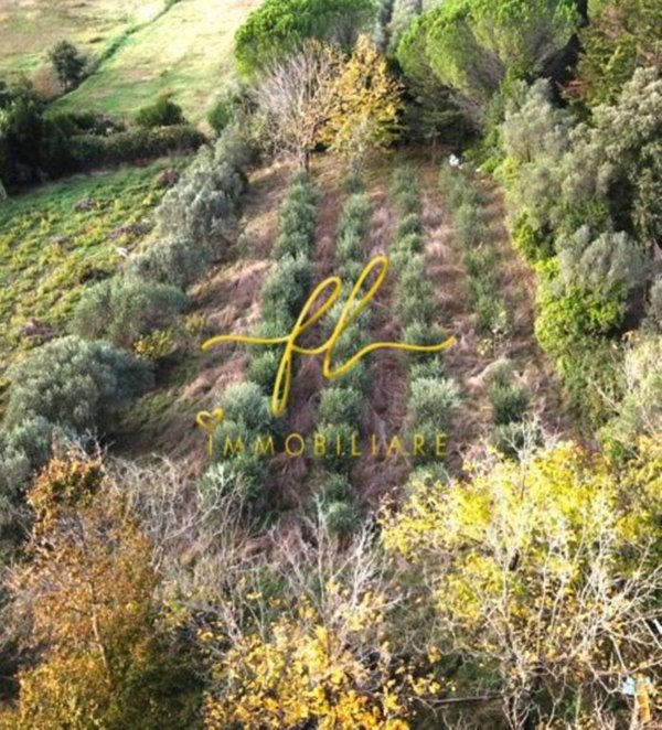terreno agricolo in vendita a Montescudaio